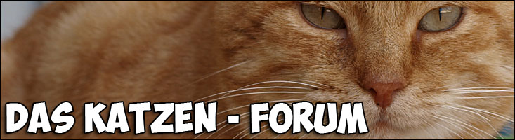Katzenforum